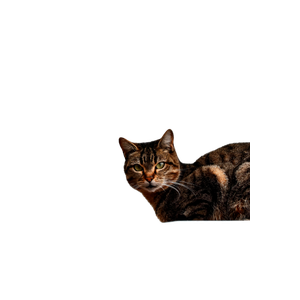 Tabby Cat Perched On A Roof With A Bare Tree In The Background, Showcasing A Serene Winter Setting. 19807 - Cat PNG image with transparent background